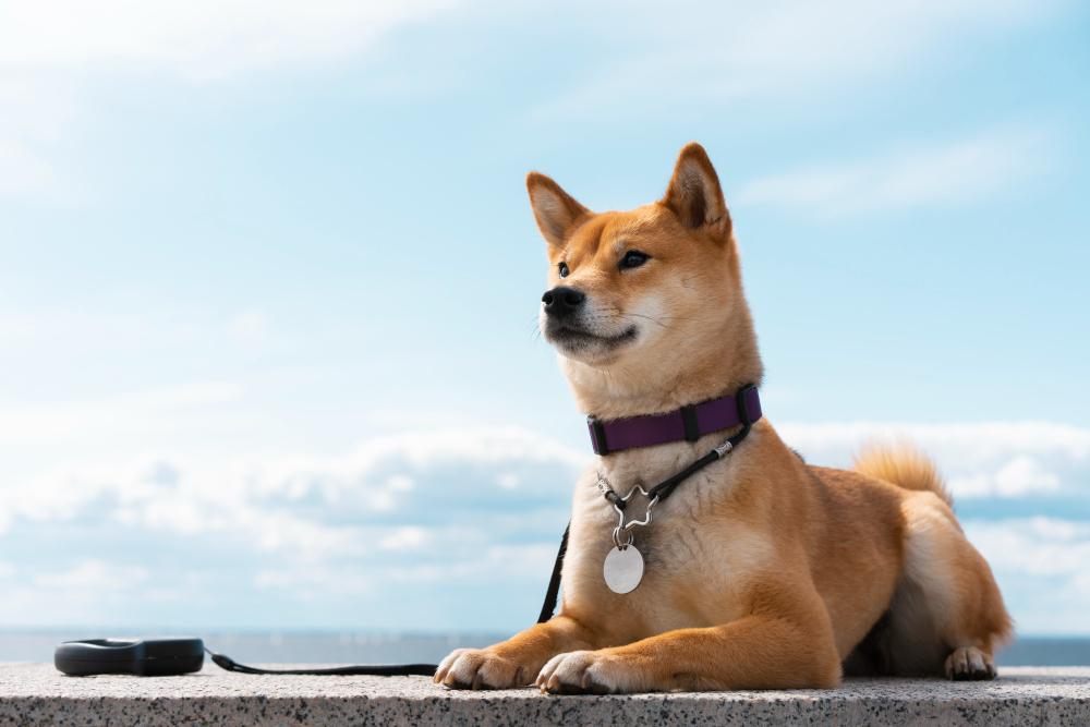 Smart Collar for Dogs