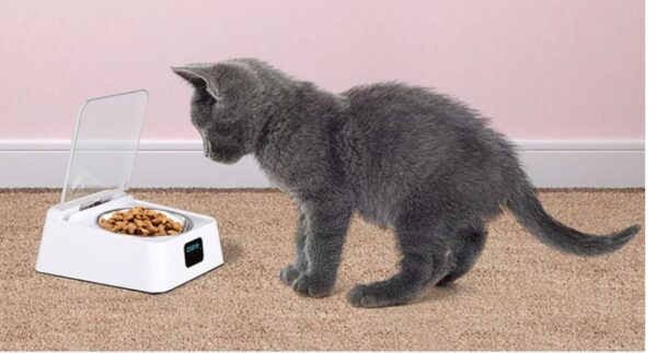 5G Automatic Pet Feeder Bowl - Image 4