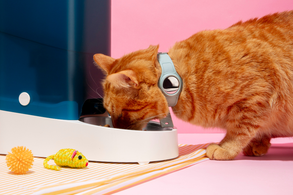 Interactive Pet Toys for Cats