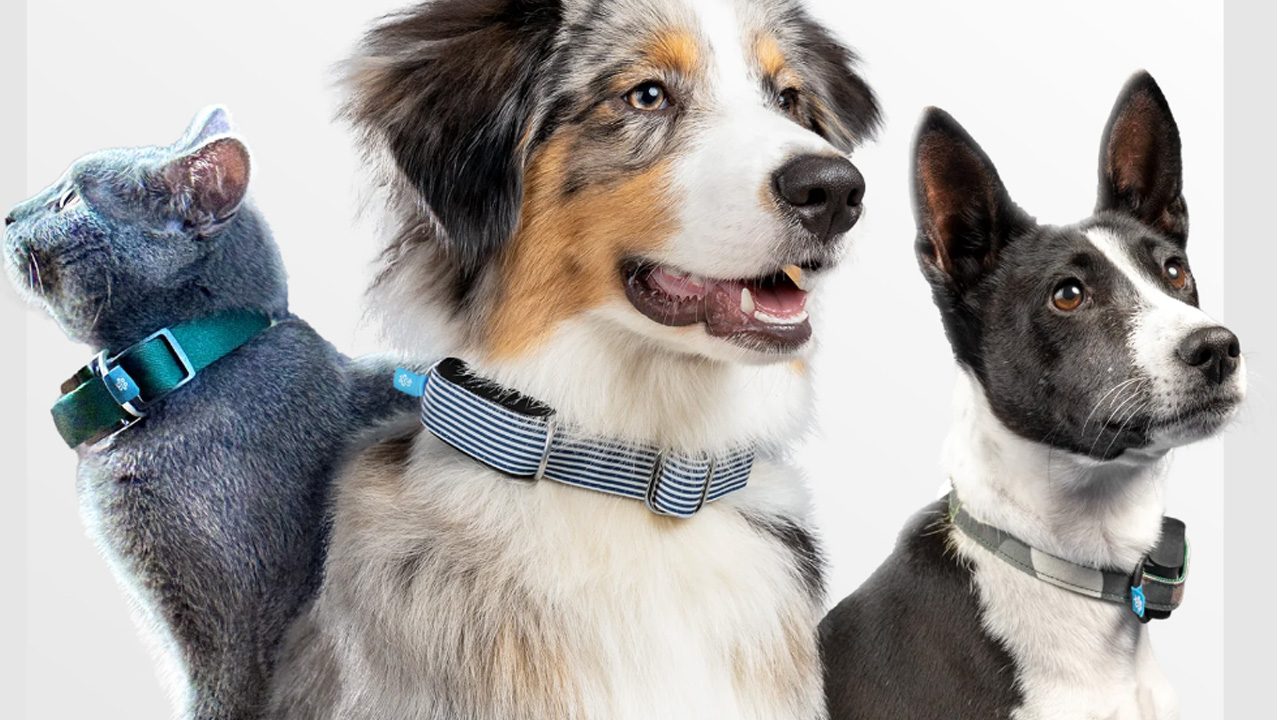 smart pet trackers