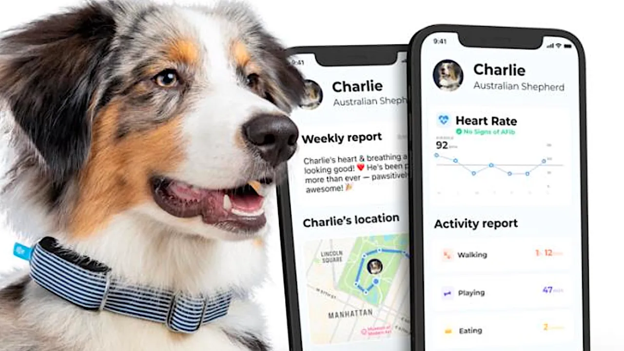 Pet Health Tracker